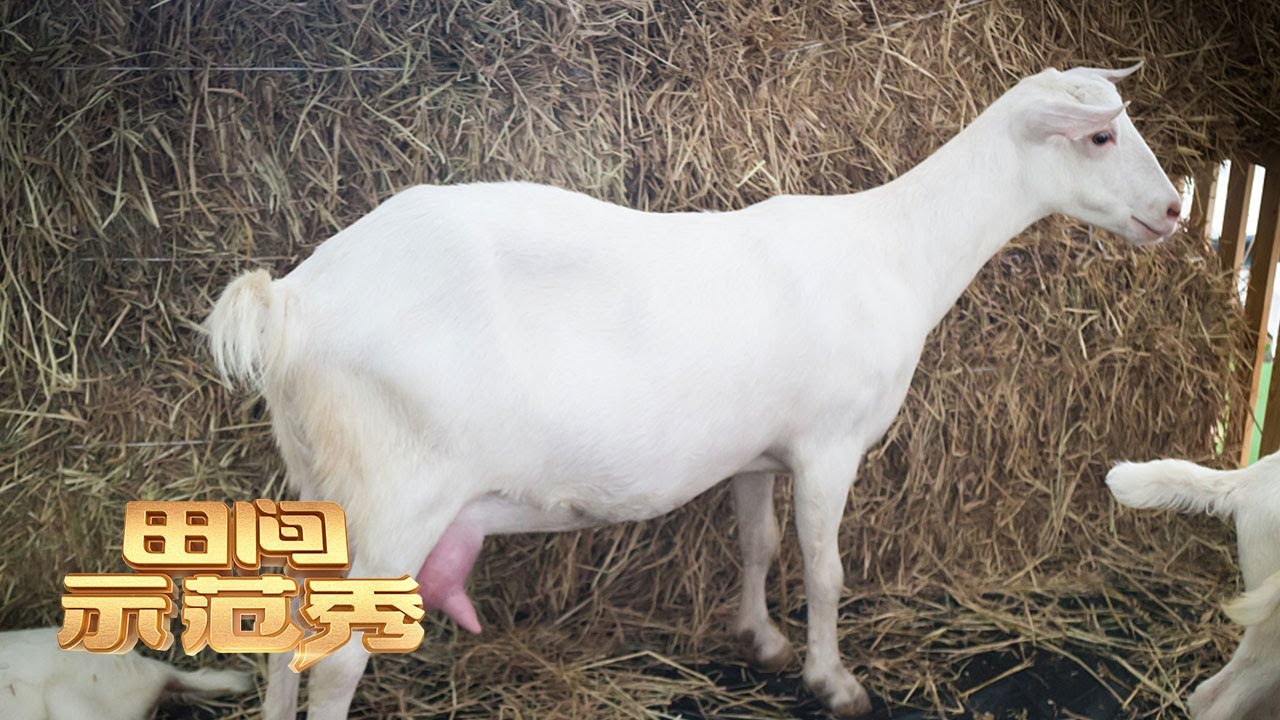 小羊为何频频偷喝自己奶、啃食各种异物？是无声的抗议还是新奇的爱好？丨「田间示范秀」20230506