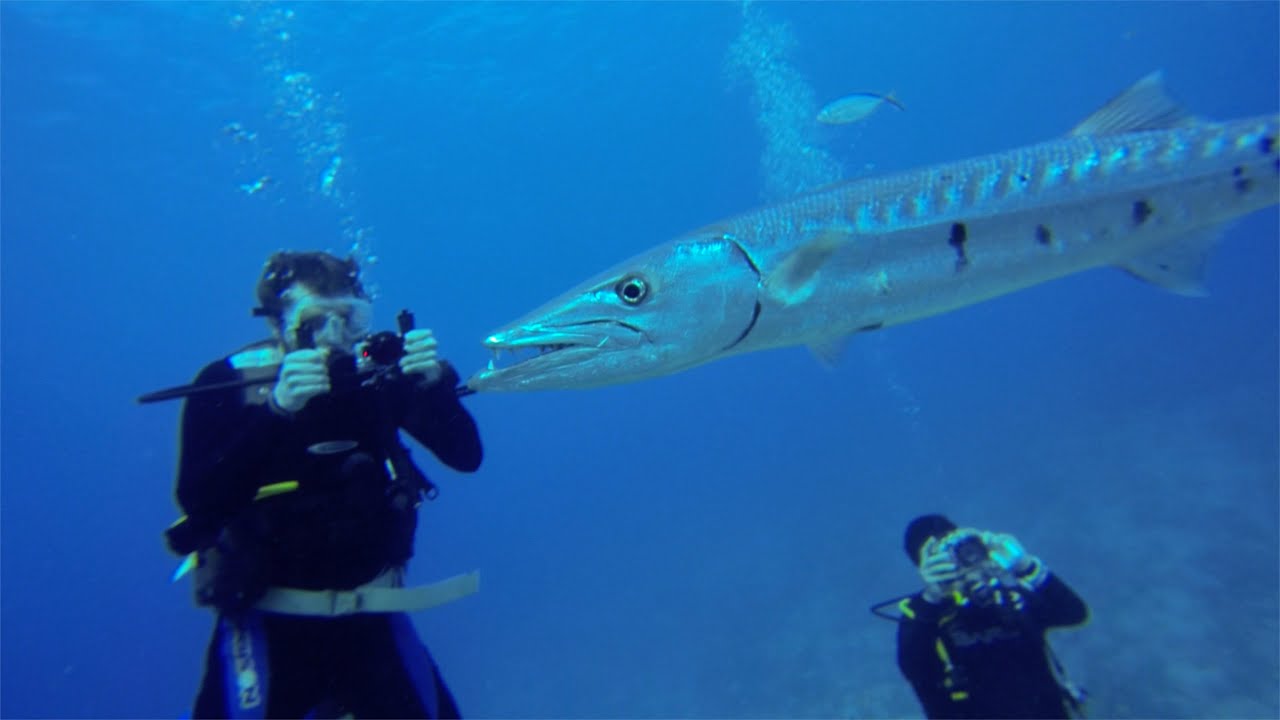 Barracuda Eats Lionfish-4K