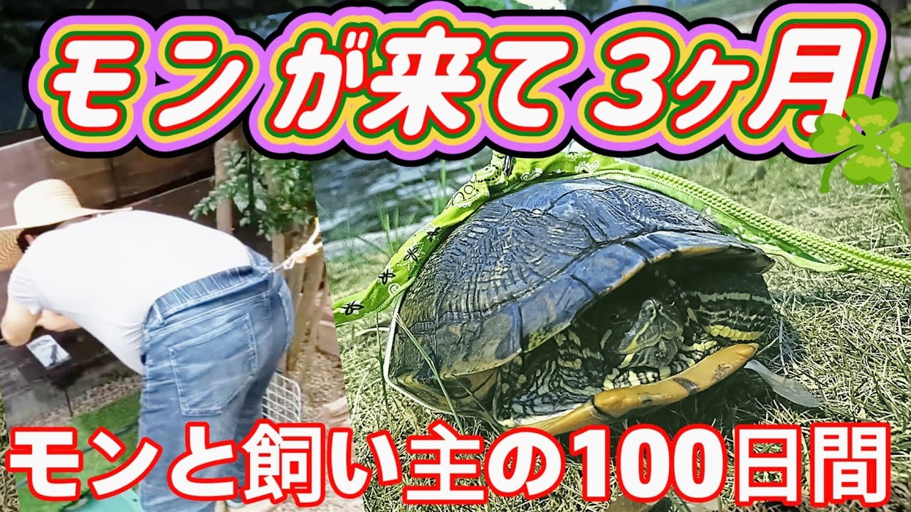 カラスに襲われているカメを救出して100日☆命綱をつけて頑張る旦那☆そろりそろりと甲羅を洗う☆ずっと真夏だった100日の総集編です