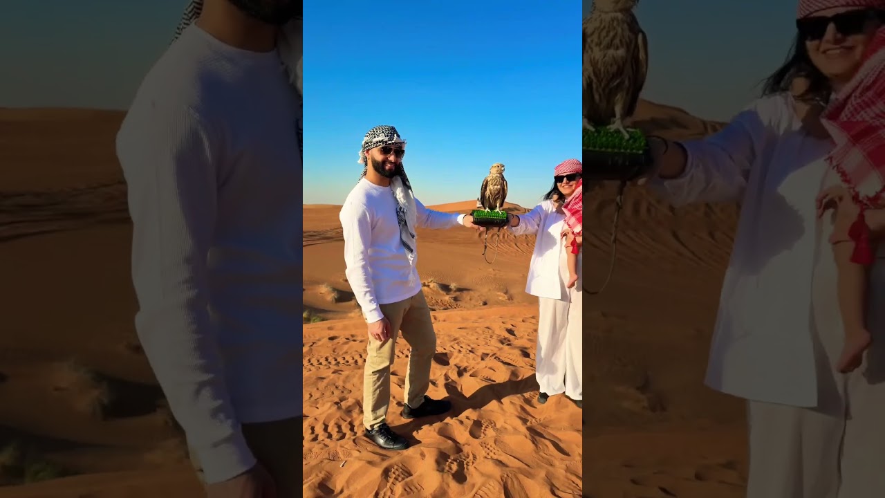 Falcon on Dubai Desert 