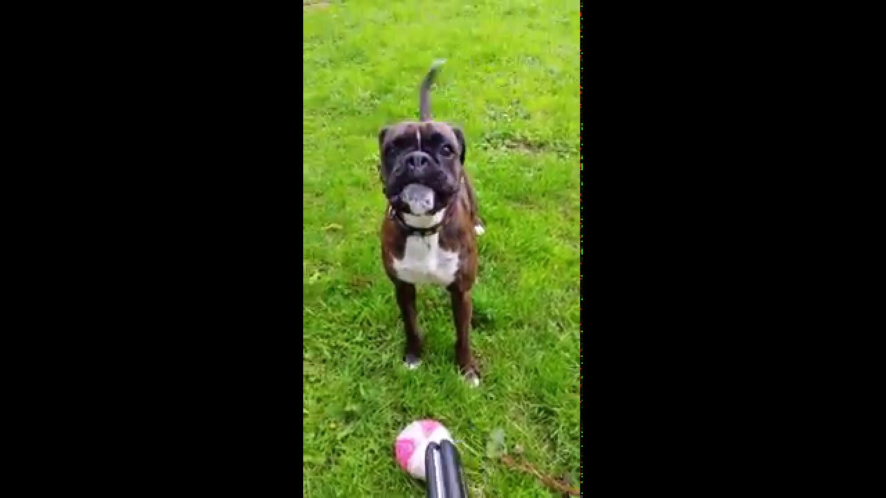 Difference between terrier and Boxer temperament