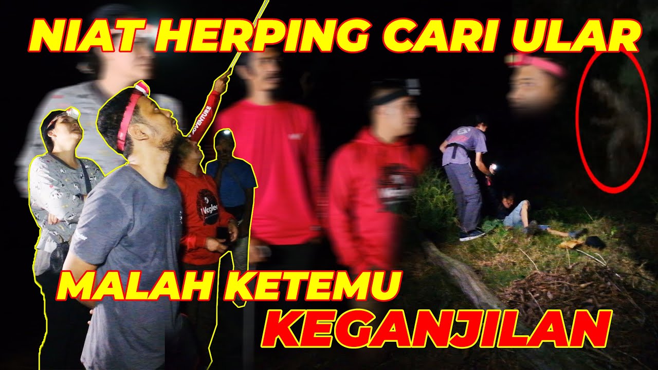 POHON BESAR TANPA SEBAB TIBA-TIBA ROBOH. HAMPIR AJA ....