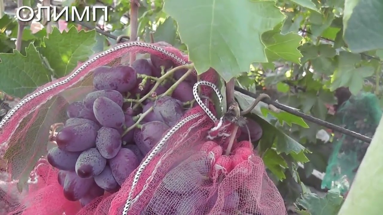 25 р. Чорна Пантера, Мінор, Кумір,Отело, Олімп, кишмиш Чорний Хрусталь, Урум.