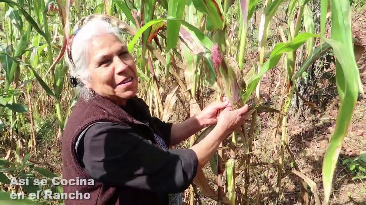 Así es el Frijol Milpero de mi Rancho Así se Cocina en el Rancho