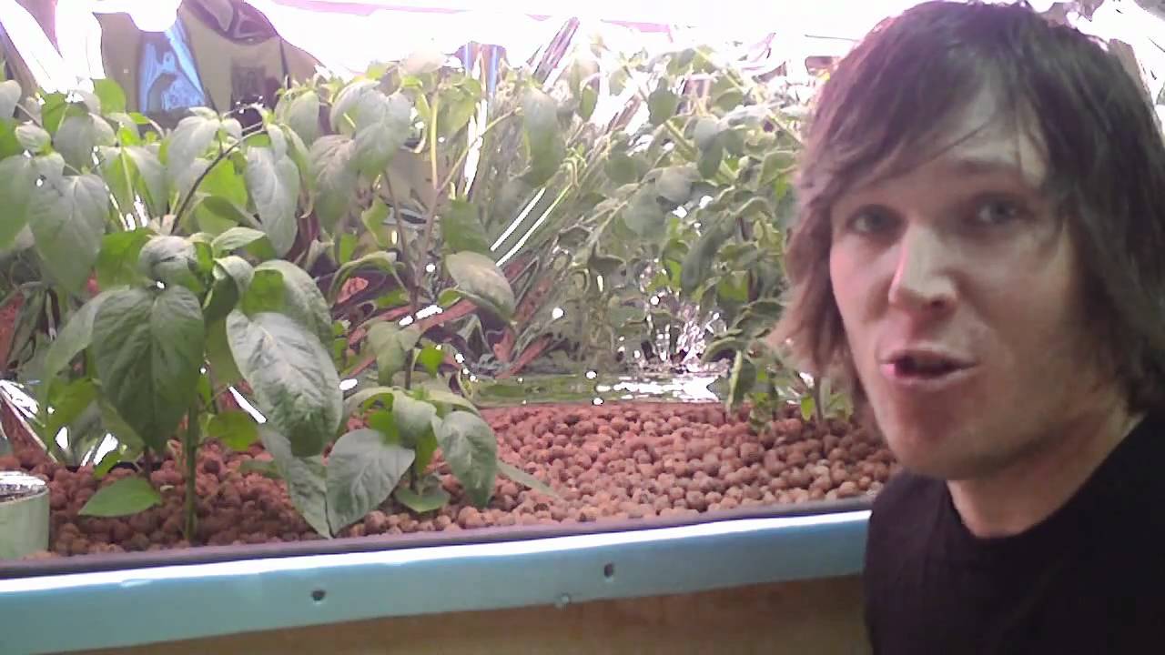How To Hydroponics - S02E01 Identifying Problems In Leaves