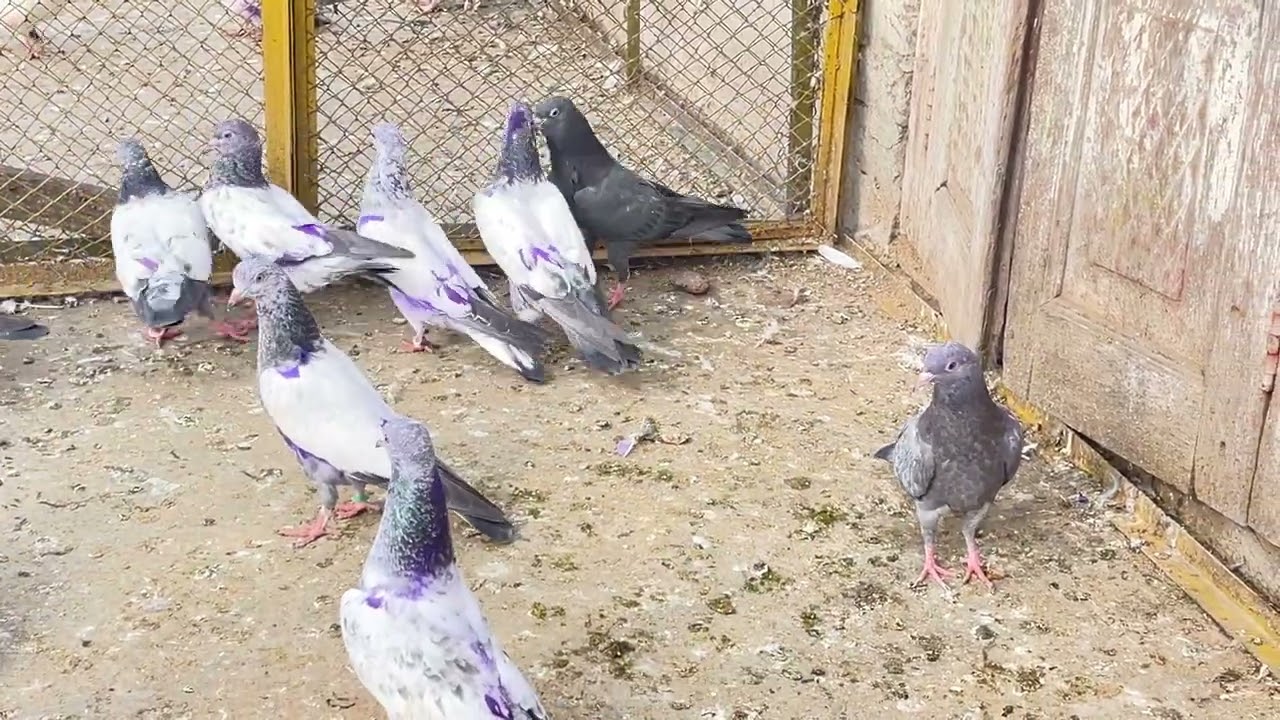 Home breed malik masood awan 
