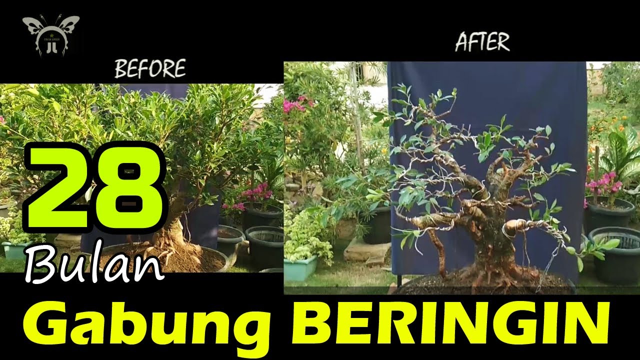 CEK HASIL GABUNGAN BATANG BONSAI BERINGIN KIMENG 28 BULAN (Ficus Microcarpa)