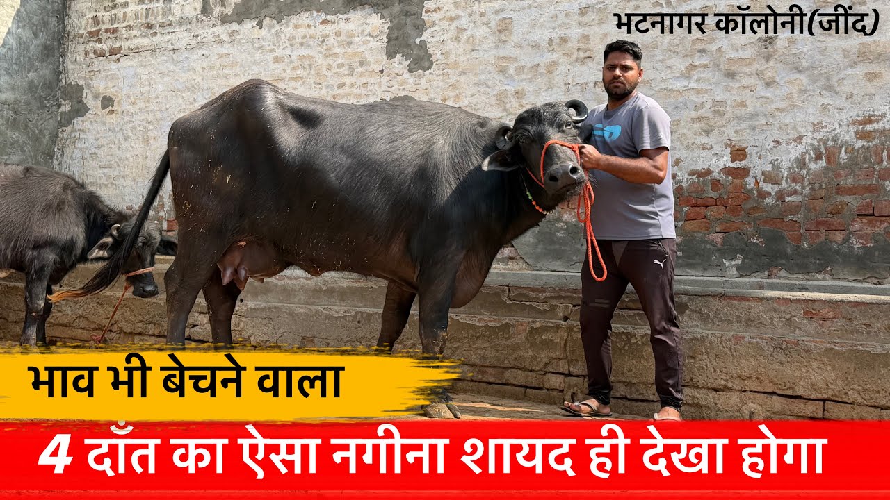🔴4 दाँत का ऐसा नगीना शायद ही देखा होगा👉भाव भी बेचने वाला।PAVEEN☎️9729628072