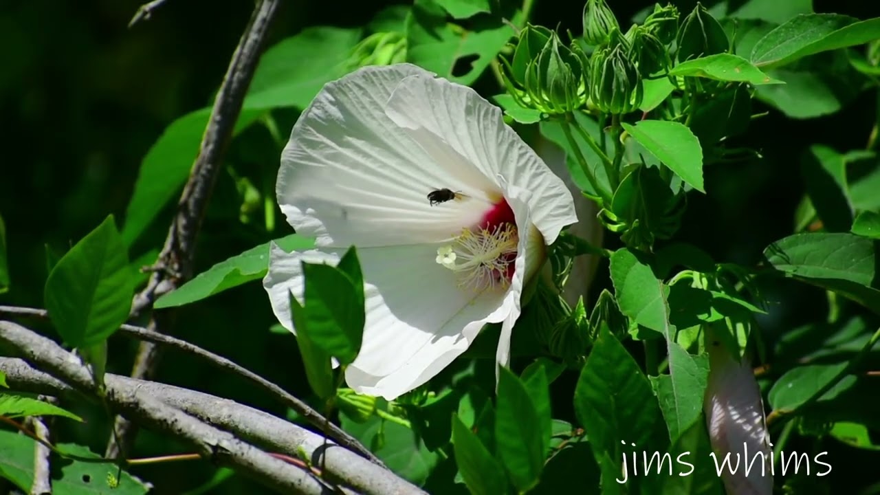 Blooming Tales: Giving Life for a Day