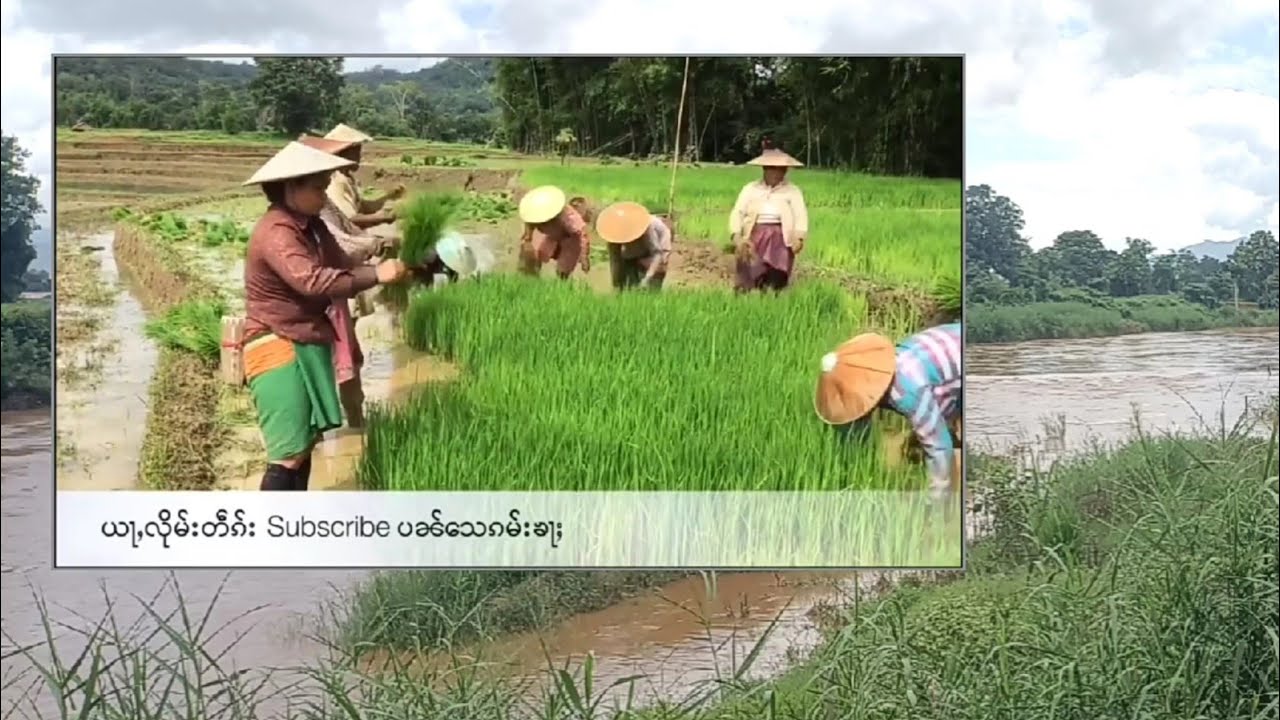 Rice seedling uproot work: Listening comprehension practice 1 | လႆၢးထူၺ်ႈၵႃႈ