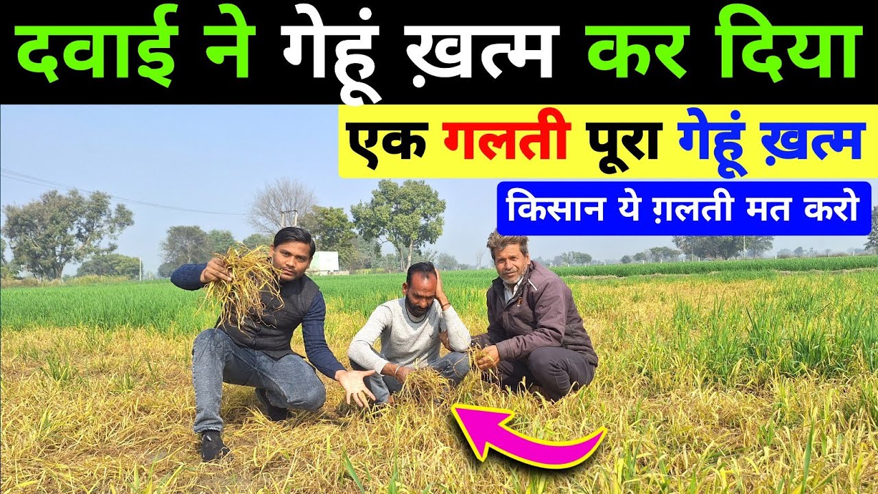 दवाई लगाते ही गेहूं ख़त्म हो गया / gehu me futav kaise kre/gehu me kalle kaise kre / gehu ki kheti 