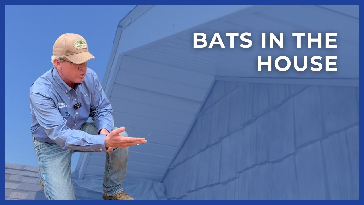 How Bats Get Into Your Home (And How To Get Them Out)