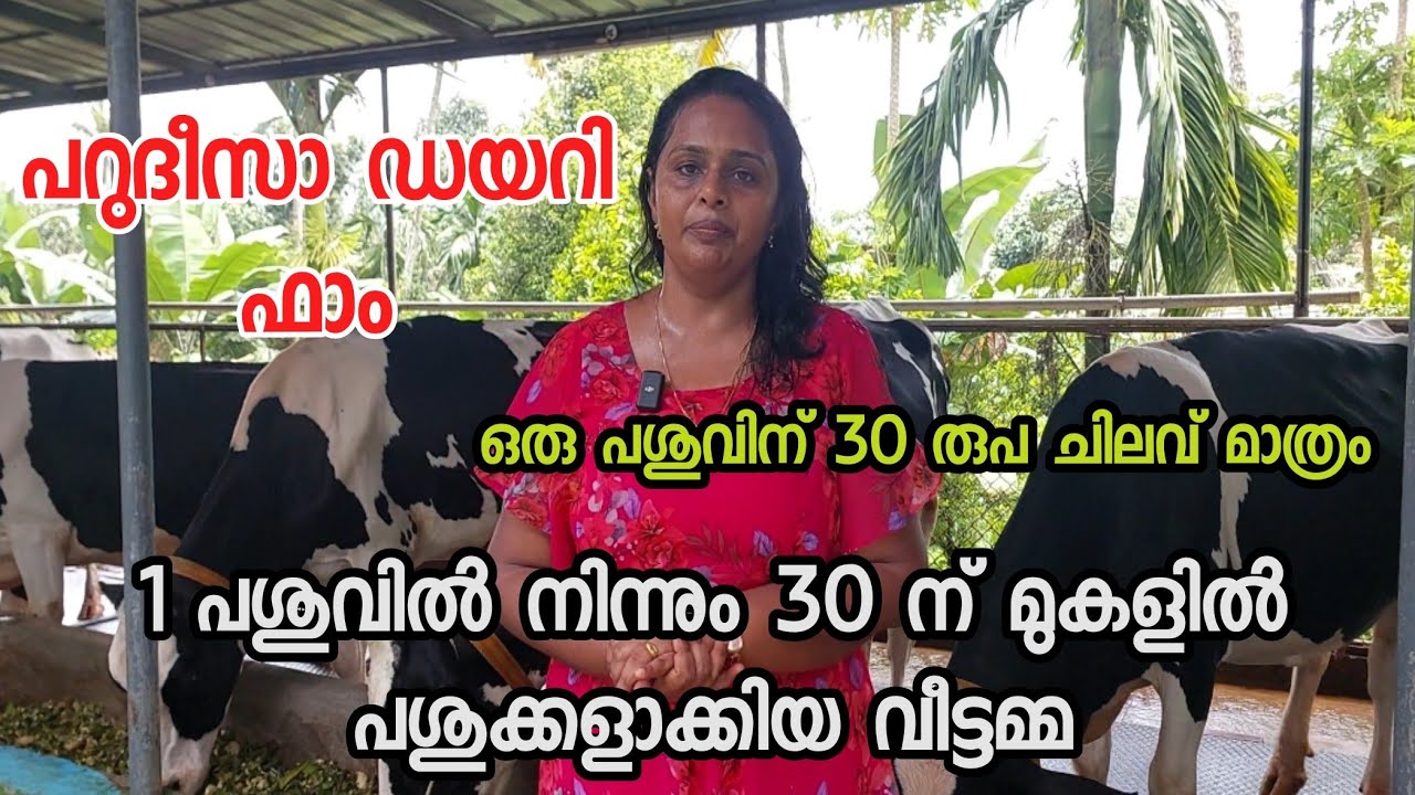 1 പശുവിൽ നിന്നും 30 ന് മുകളിൽ പശുക്കളുള്ള ഫാമാക്കി മാറ്റിയ വീട്ടമ്മ |dairy farming in kerala