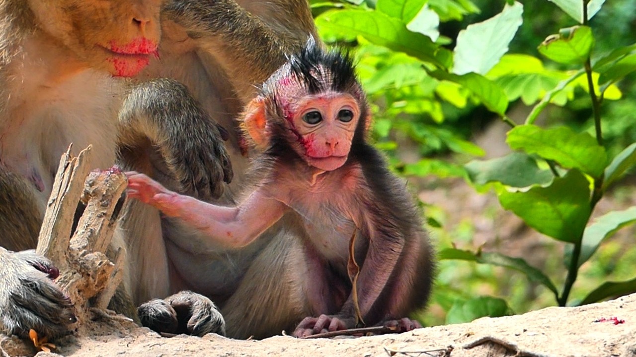 The best actions natural life monkey wild, all baby monkeys are so adorable