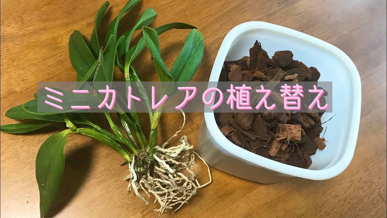 5月②ミニカトレア乾かしてバークで植える。①の続きでバークと植え方です。鉢ごと植えたミディカトレアも紹介しています。