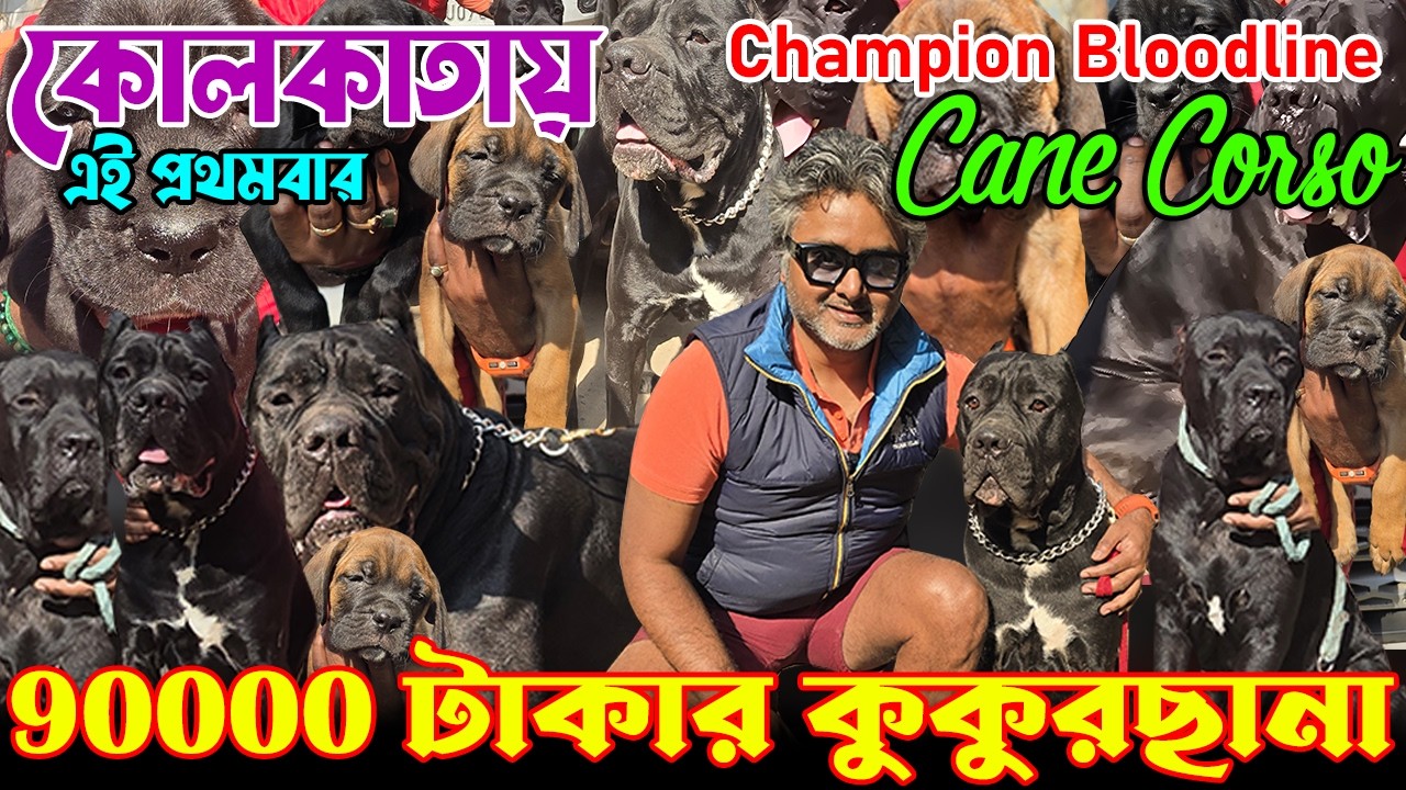 Biggest Cane Corso Kennel in West Bengal । Import Quality Kci Registered । Dog Market in Kolkata