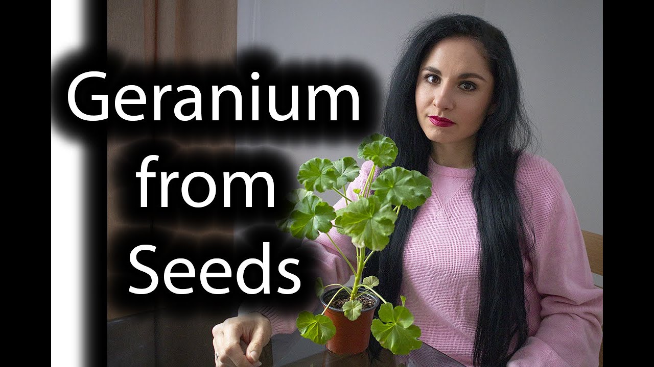 🌺Пеларгония/Герань🌺 Выращивание из семян. Посев герани из семян. Полное пошаговое руководство.