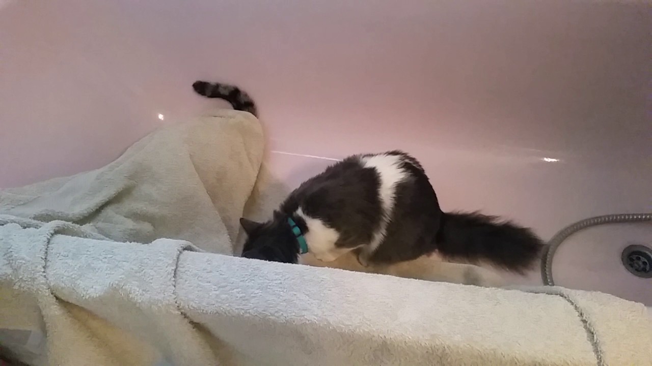 Deux chats jouent &agrave; cache cache