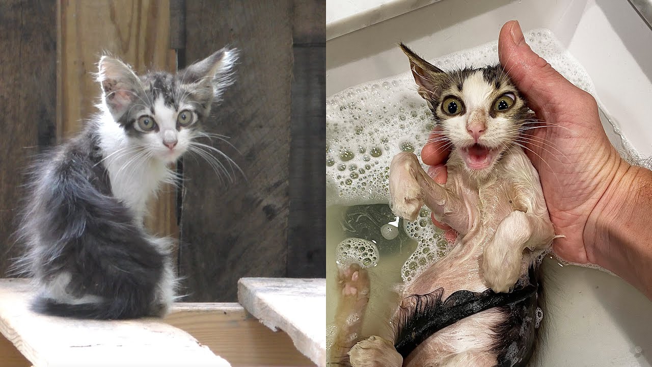 Rescuing a Kitten Who was All Alone Outside