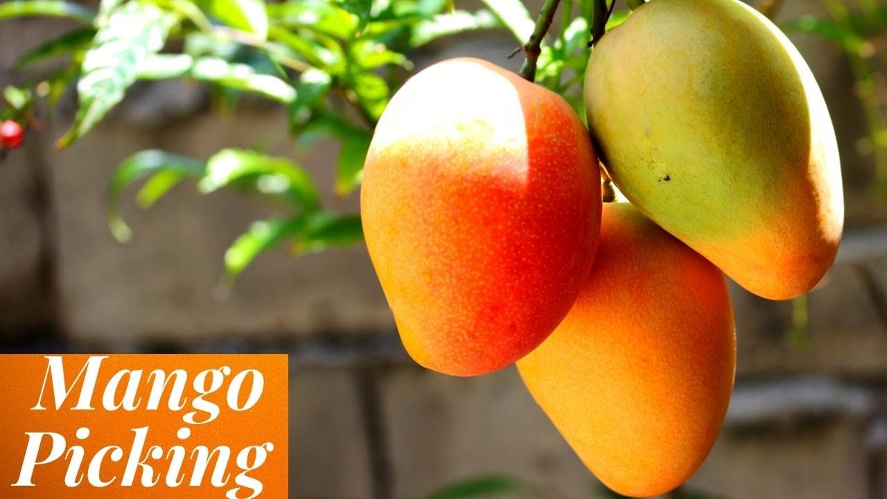 How To Harvest Mango|Mango Picking