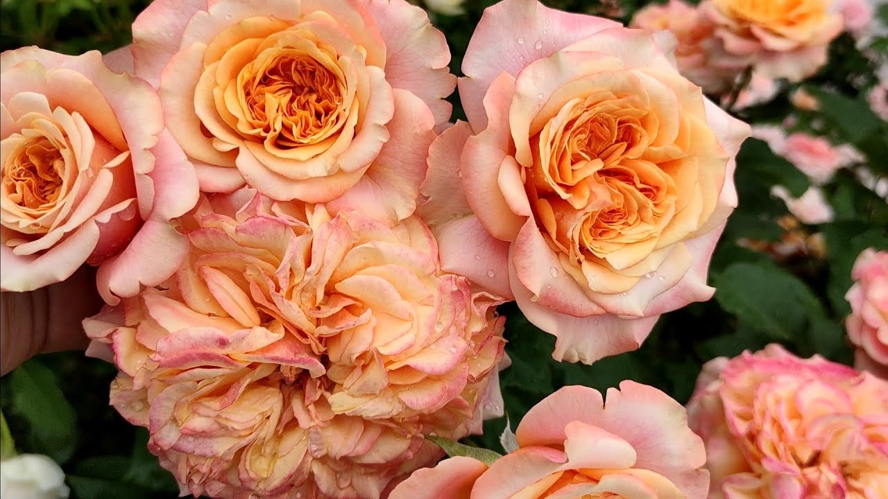 Прогулка по саду роз после дождя 🌹🌹🥀🥀🌿🌿