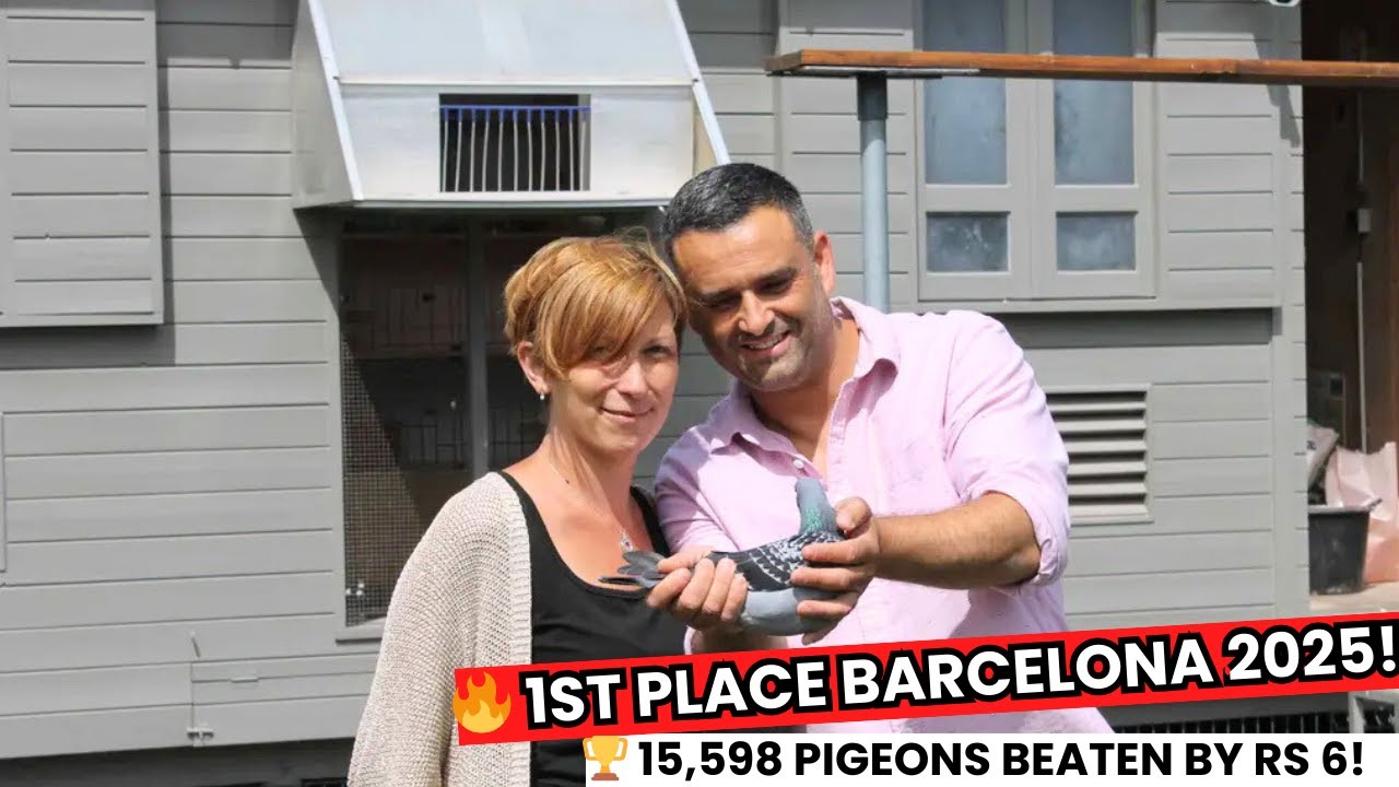 RS 6 Wins Barcelona 2025! Anthony Pellitteri&rsquo;s Unbelievable International Racing Pigeon Victory