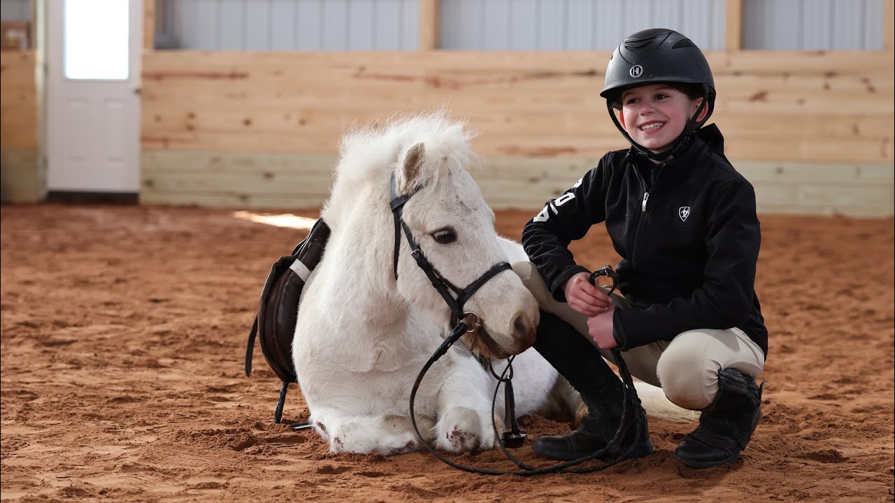 Max | 37.5” | 12 YRO | Mini Gelding