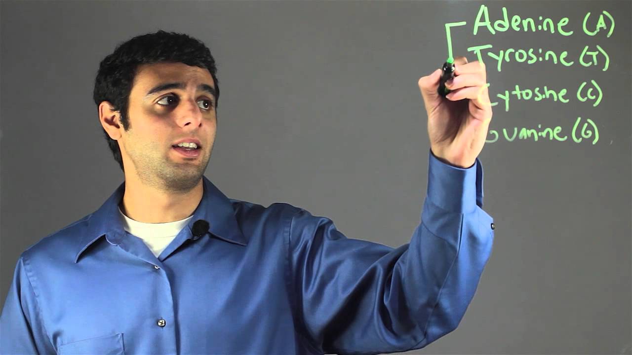 What Two Things Pair Together in a DNA Molecule? : Biology & DNA