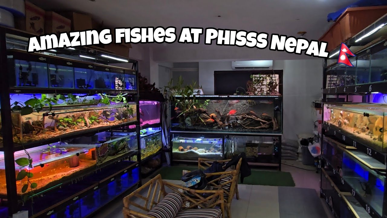Exploring fish at Phisss Nepal- Aquarium store in Nepal #aquariumshop #aquariumvlog #aquariumhobby