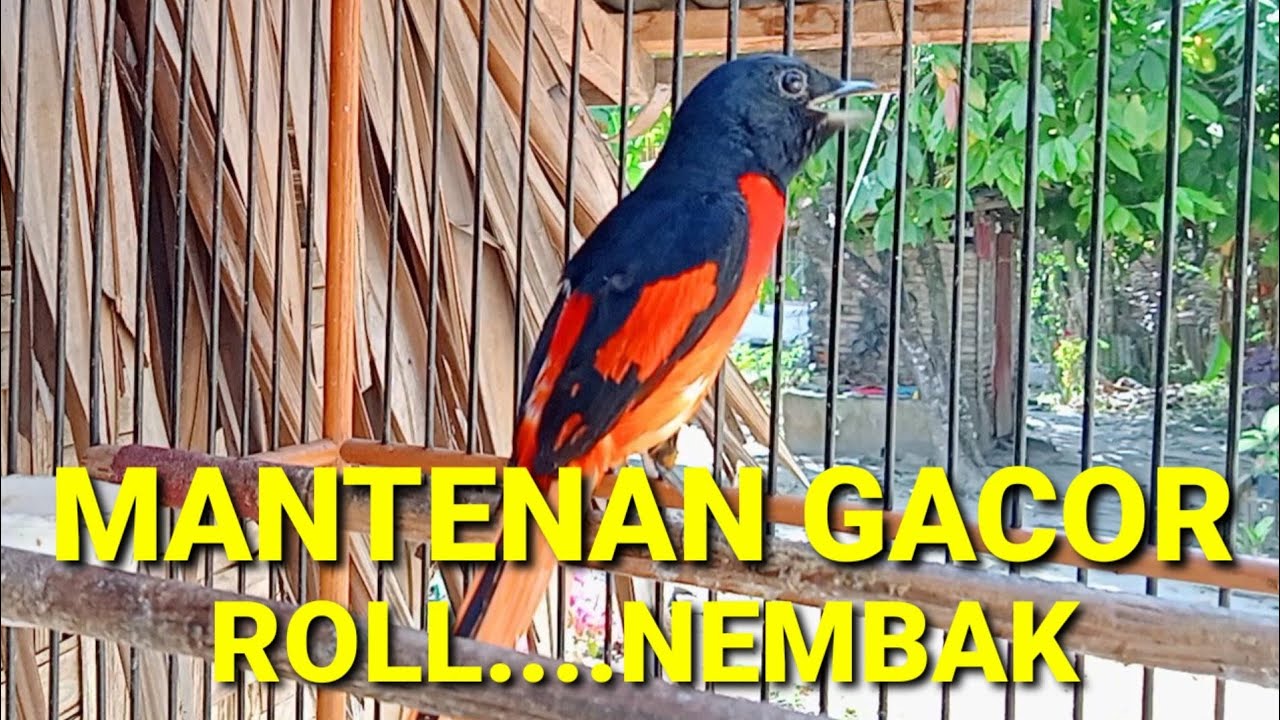 burung mantenan gacor