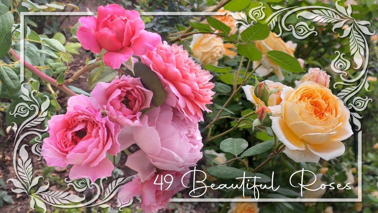 49 Stunning Roses: A Complete Colour Palette Featuring Tantau, David Austin, Meilland, Kordes & More