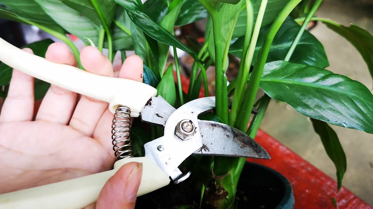 养白掌，这2种叶片要及时剪掉，不然越长越差还杂乱