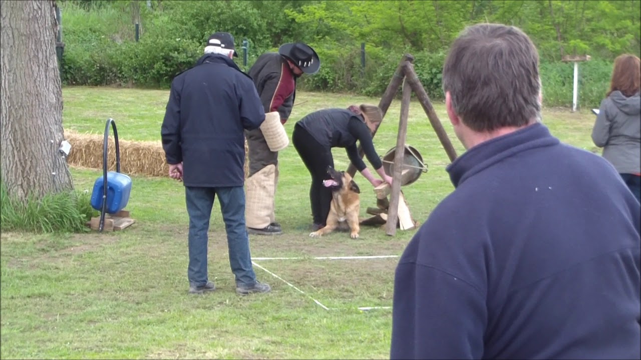 Nardo du Feu de Wotan - concours ring belge