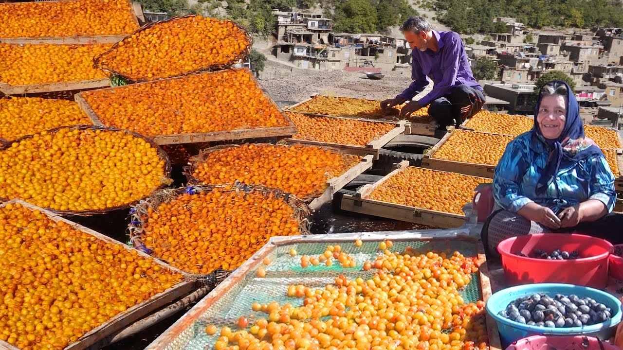 Picking Plum & Plum Dry Fruit in the Village |Sun Dried Prunes
