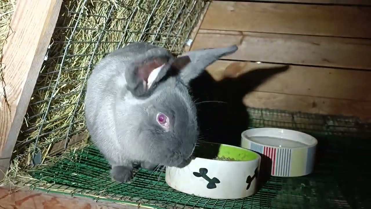 Dobrý samec, je především zárukou udržení kvality v chovu! Proto buďte vnímaví při výběru samce!