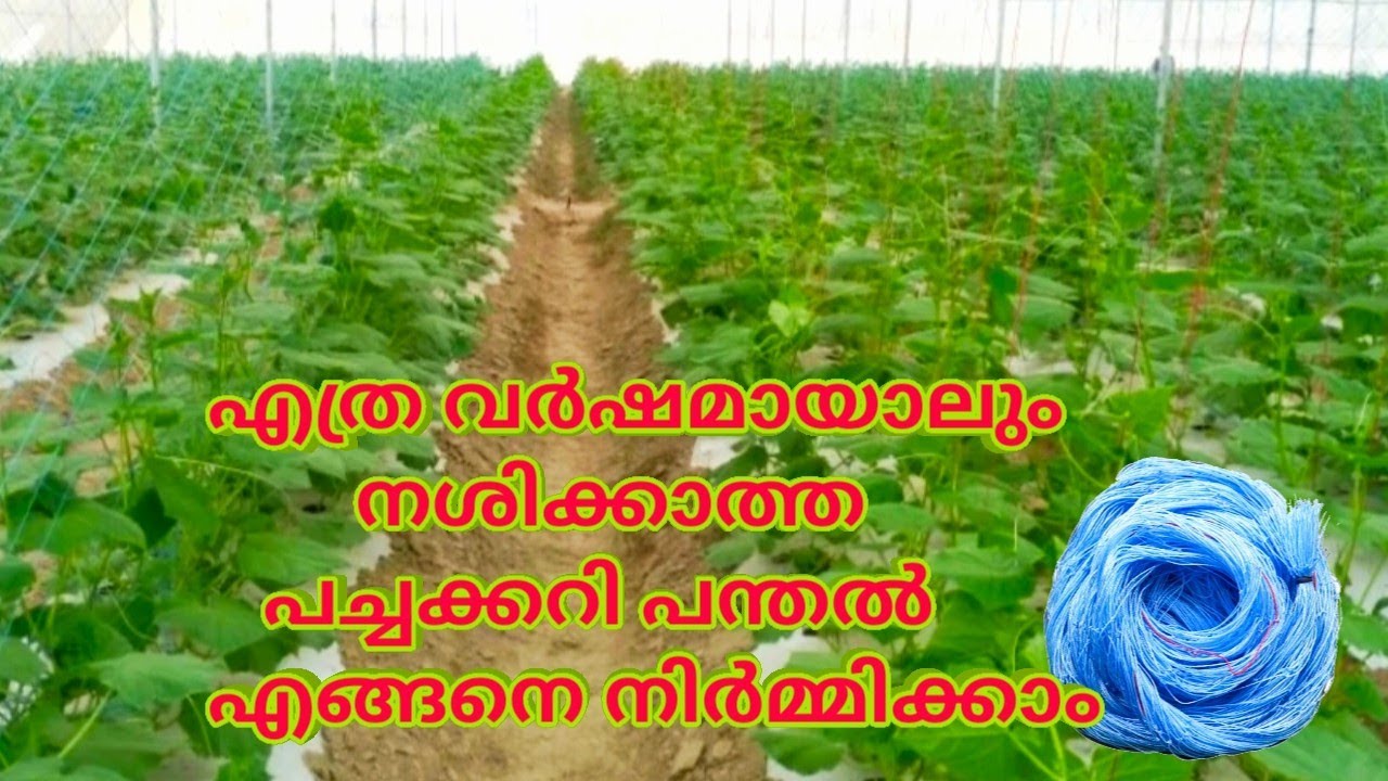 എത്ര വർഷമായാലും നശിക്കാത്ത പച്ചക്കറി പന്തൽ