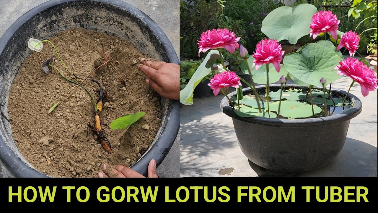 How to grow Lotus from tuber/ट्यूबर से फूल खिलने तक पूरी जानकारी/कमल को घर में उगाएँ