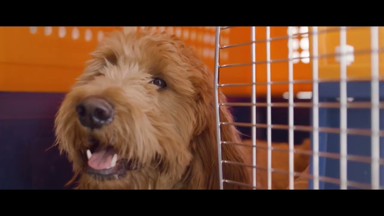 International Pet Travel