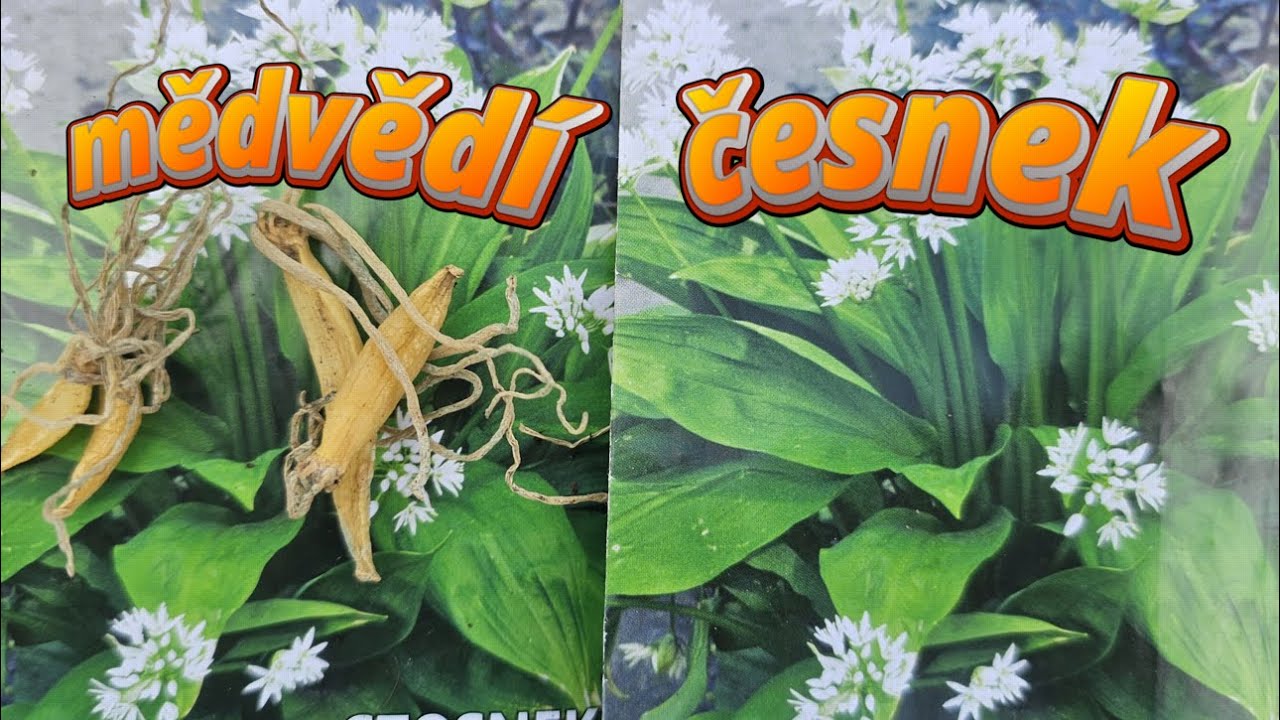 Česnek medvědí, Allium ursinum: Z cibulek vs. ze semen (Rychlá úroda!)