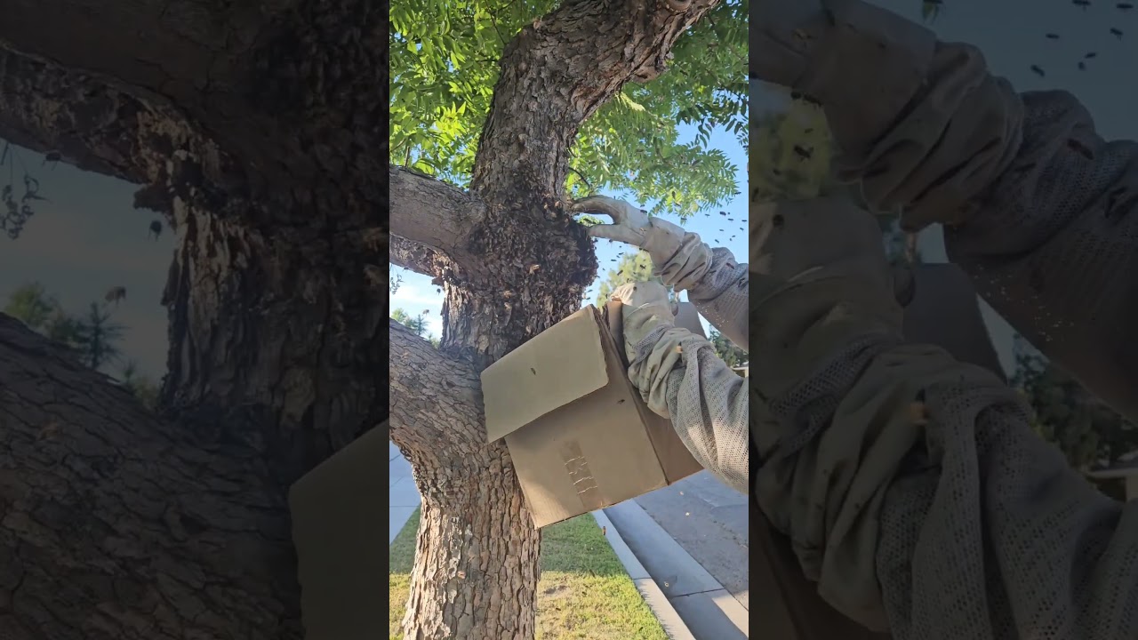 Using a cardboard box to rescue a swarm of honey bees