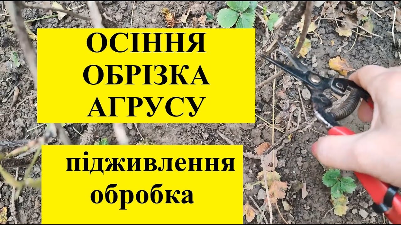 ОСІННЯ  ОБРІЗКА  АГРУСУ ПІДЖИВЛЕННЯ ОБРОБКА КУЩІВ