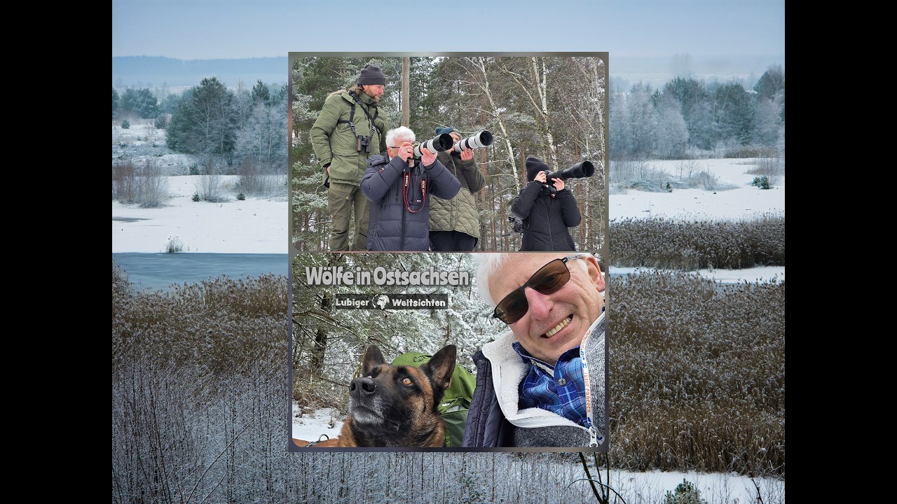 Wolfswandern in Sachsen