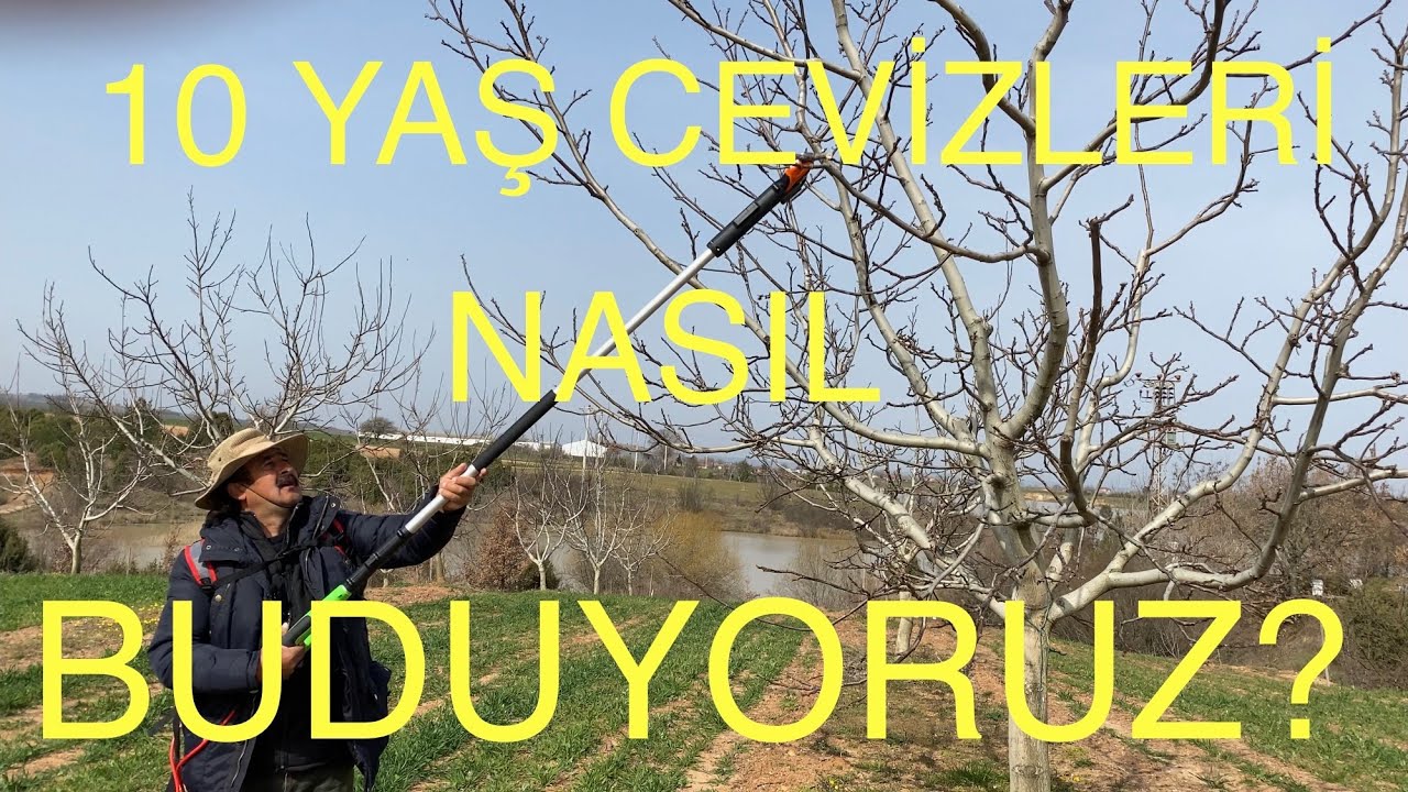 10 YAŞLI CEVİZ BUDAMASI. (CEVİZ bahçesinde Düzeltme budaması ) Ceviz Adam Ahmet