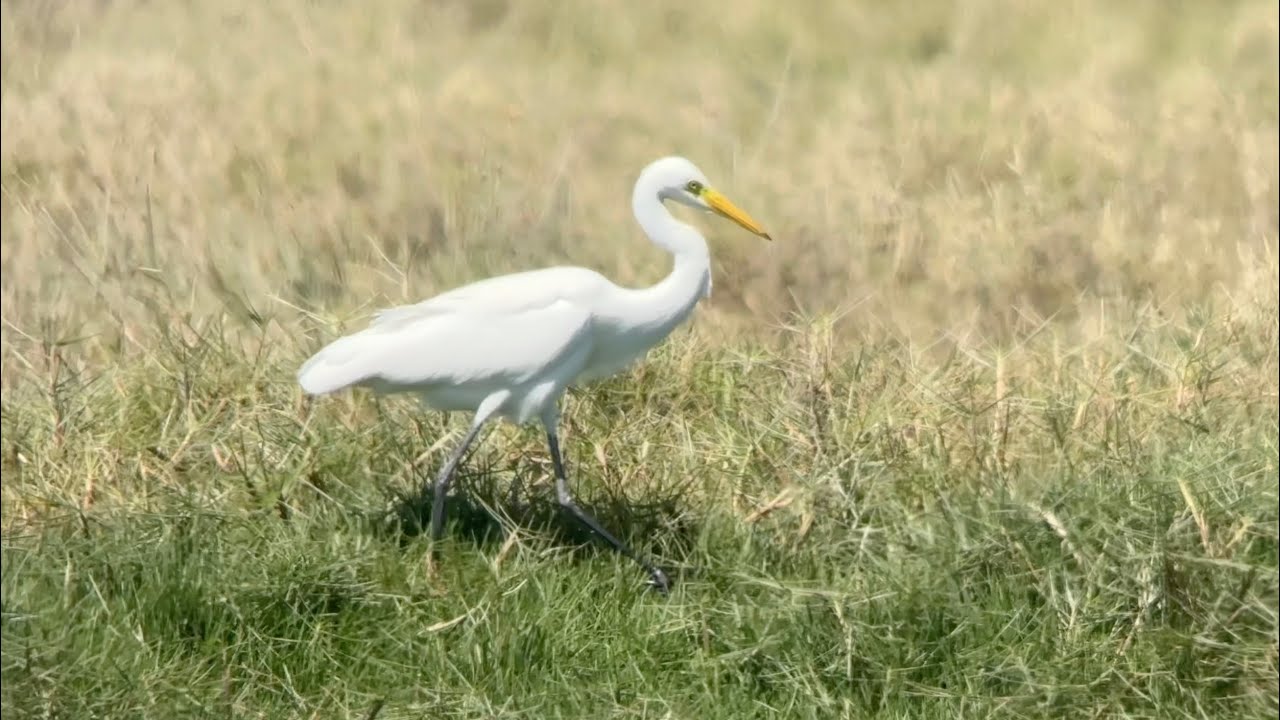Héron intermédiaire, medium egret, ardea intermedia, Oman, Novembre 2025