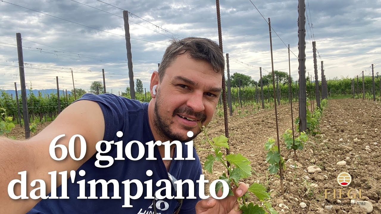 60 giorni dall'impianto: come sta la nuova vigna di Sauvignon