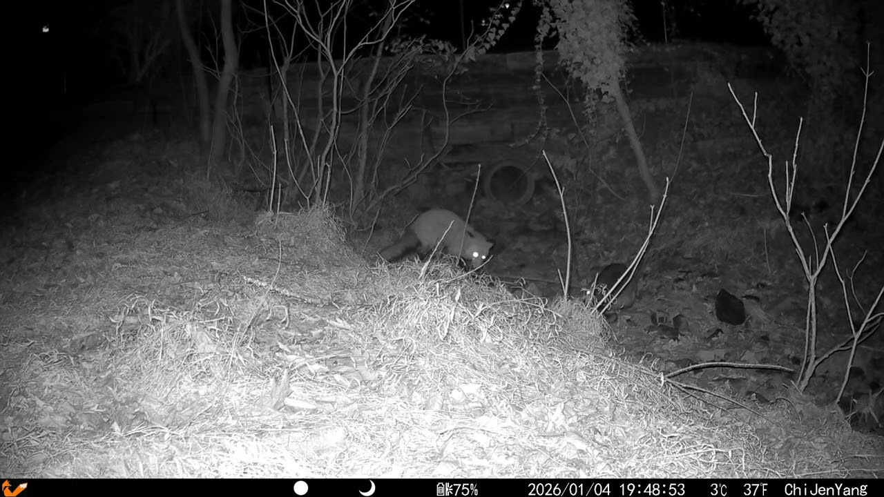 Fox vs Raccoon 01/04/2026
