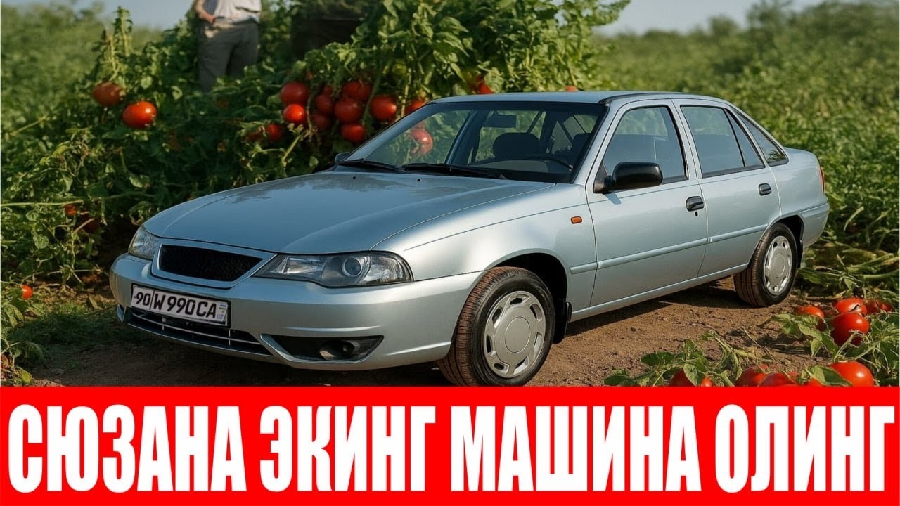 Машина олишни хоҳлайсизми Сюзана Плюс F1 экинг! (Tomato Suzana Plus F1-Sakata)