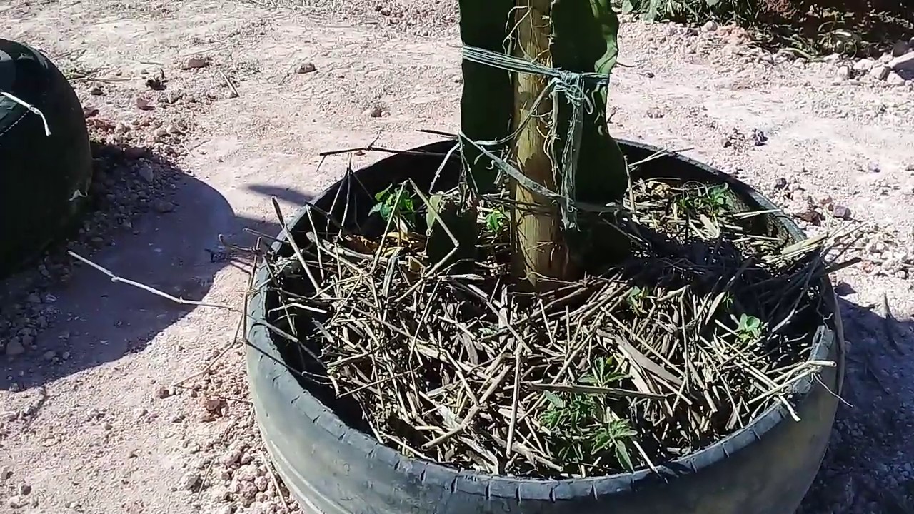 MAIS UMA VANTAGEM EM  USAR PNEUS NO PLANTIO DA PITAYA