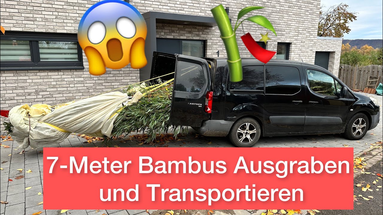Goldener Peking Bambus ausgraben & Entwurzeln. Rhizome Entfernen und Wurzeln schneiden