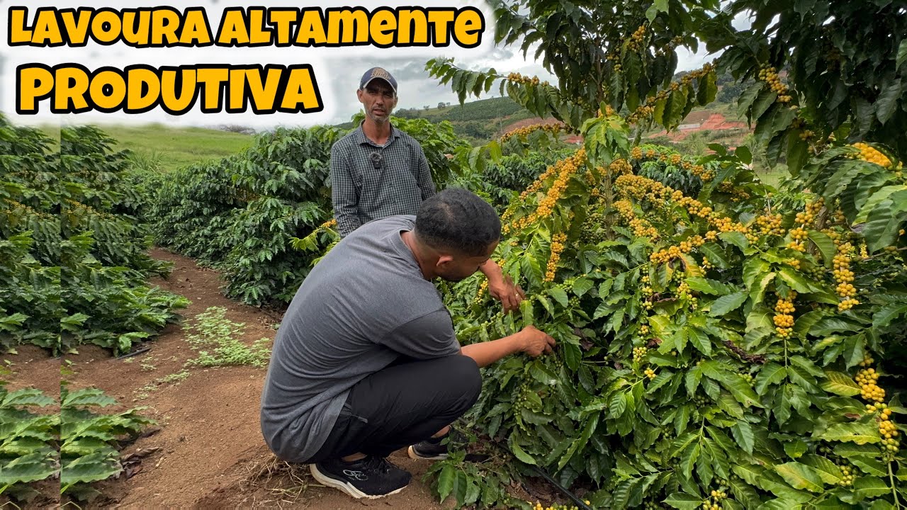 Ele PLANTOU CAFÉ sem medo de erra
